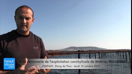 LOUPIAN - ETANG DE THAU - A la découverte de l'exploitation conchylicole de Mathieu ROUZIERES - Jeudi 12 Septembre 2017