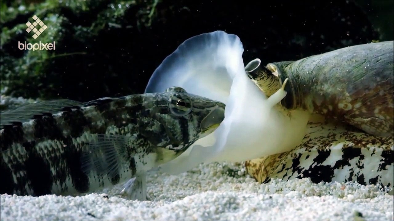 Le cône tueur: ce mollusque qui avale des poissons endormis - Impressionnant !!!