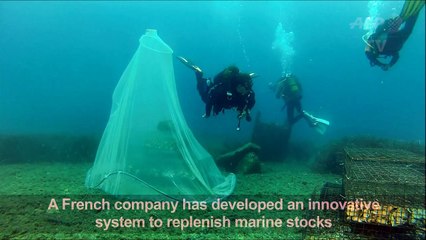 Underwater nurseries help revive Mediterranean fish stocks
