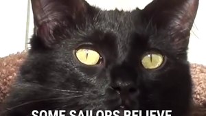 Black Cats Are Actually Good Luck