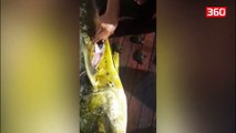 Hapi stomakun e peshkut, tmerrohet nga ajo që gjen brenda (360video)