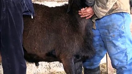 Стандарт гиссарской породы овец. Агроэкспедиция по Таджикистану
