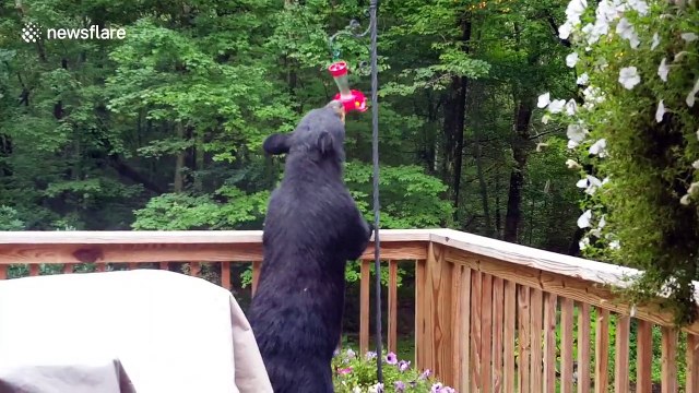 Black bear drinks from hummingbird feeder