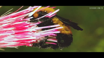 İslamic Rap & Çayhouse & Hayalhanem & Sözler Köşkü  & Nur Mektebi & Çınaraltı