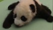 Chinese panda breeders act as surrogate mothers to panda cubs
