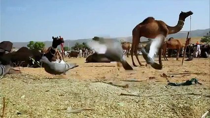 أنظر الى كيف يصيد القط