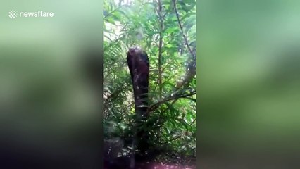 Cobra head-butts window to try to get inside house and eat cats