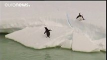 Mass starvation decimates Penguin colony’s chicks