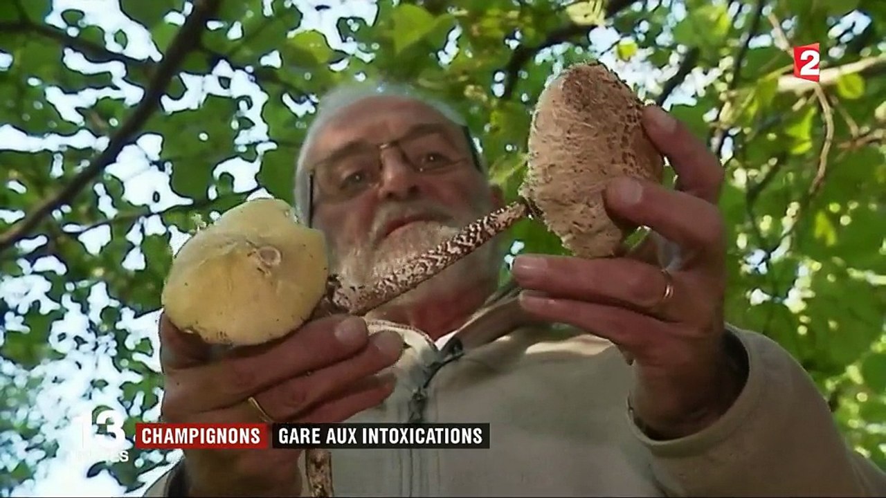 Champignons : gare aux intoxications