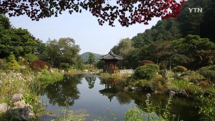 [영상] 가을의 전령사 들국화 / YTN