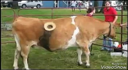 Heraan kernai wali bat_video zaroor dakhain