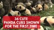 Cuteness overload as 36 giant panda cubs make first public appearance