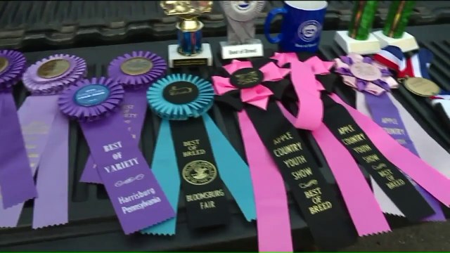 Family Shocked After Bear Breaks Into 'Bunny Barn' Three Times, Kills Prized Rabbits