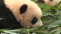 China apresenta 36 novas crias de pandas