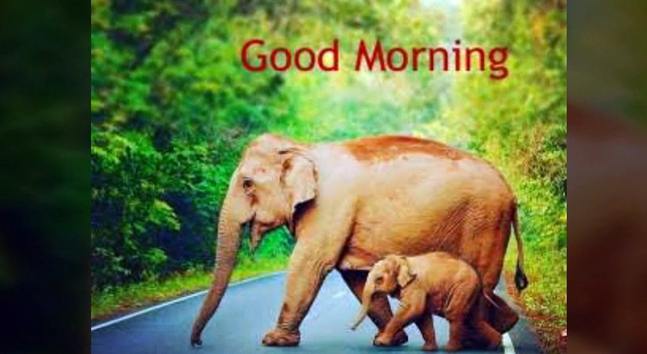 Good Morning Friends