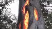 Sonoma Wildfire Burns in Hollowed Out Tree