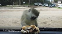 What a cheeky monkey! – Miniature primate becomes frustrated after attempting to steal a burger 