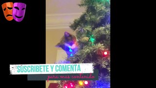 Video de Gatos en la Navidad 2017