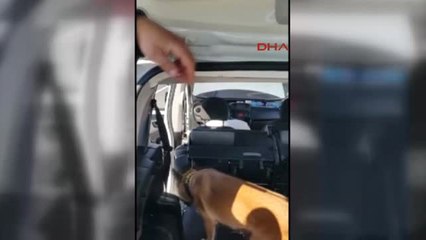 Eskişehir Otomobildeki Uyuşturucuyu Narkotik Köpeği 'Leydi' Buldu