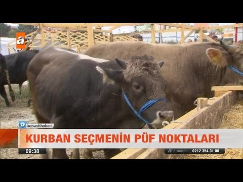 Kurban seçmenin püf noktaları - atv Kahvaltı Haberleri