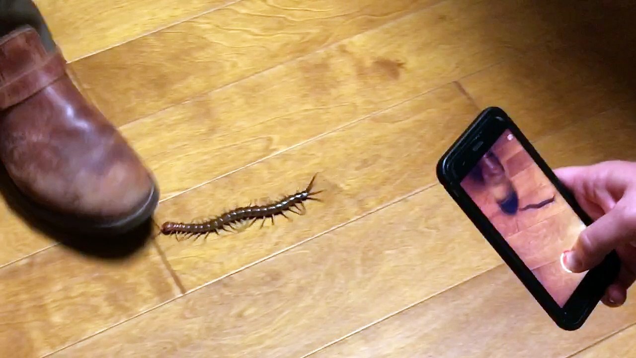 Texas Redhead Giant Desert Centipede