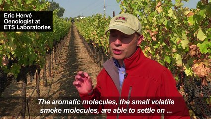 Green vineyards stand out in black of California fires