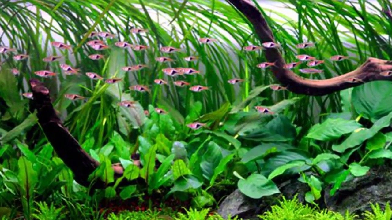 Types of Rasbora Fish