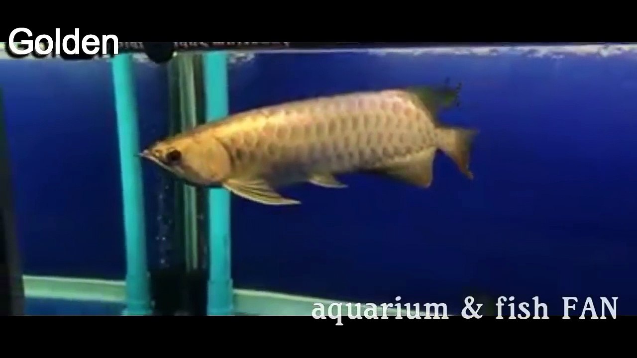 12 Types of ikan arowana fish information and names