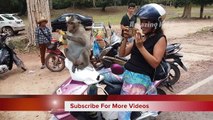 Most Amazing Monkeys Meeting with Group | Monkey on the car |Funny Monkey meeting