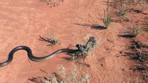 Ce serpent part avec un lézard dans la gueule... Bon appétit!