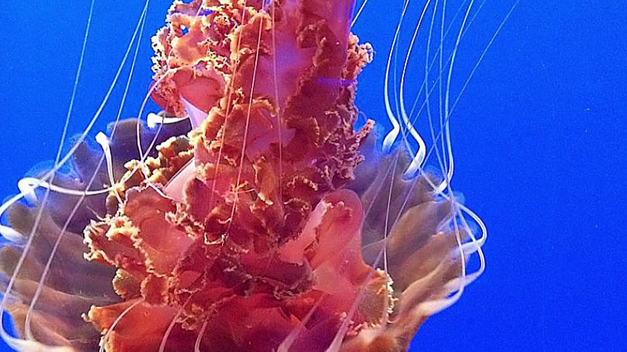 14 Weirdest Looking Jellyfish