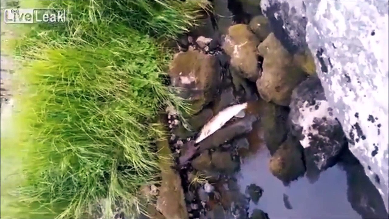 Shocking Footage of Wild Mink Hunting Large and Dangerous Prey