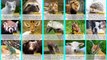 99 Interesting Fs About Animals That Will Make You Smarter | Animal Fs by Kiddopedia