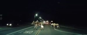 Driver Encounters Moose Family On Highway in Anchorage, Alaska