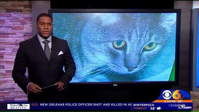 Cat Found Dead at Shelter Died of Blunt Force Trauma, Police Say