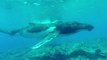 Divers Encounter Humpback Whales on Shallow Reef in Tuamotus, French Polynesia