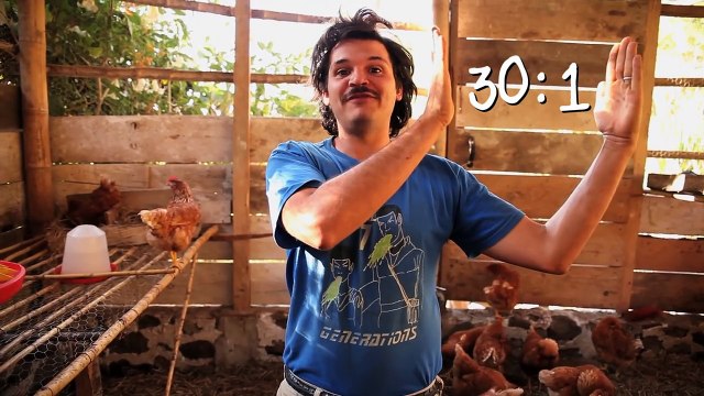 Composting Chickens: How to design and manage a composting chicken house (FUN)