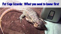 ☜ Want a pet Tegu Lizard? Watch this first!