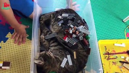 Sleepy Cats! // Funny Animal Compilation