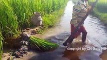 Wow!! Three Children Catch Water Snake With Bamboo Net Trap - How To Catch Water Snake In Rice Field