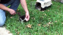 Kitten Walks on Two Legs