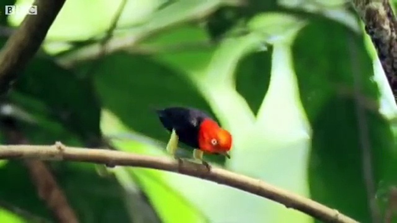 Funny Animals Talking For Sport Relief - Walk On the Wild Side - BBC Sport Relief Night 2010-axZv7rWDNJI