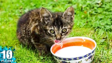 10 Curiosidades Sobre los Gatos | El Plech