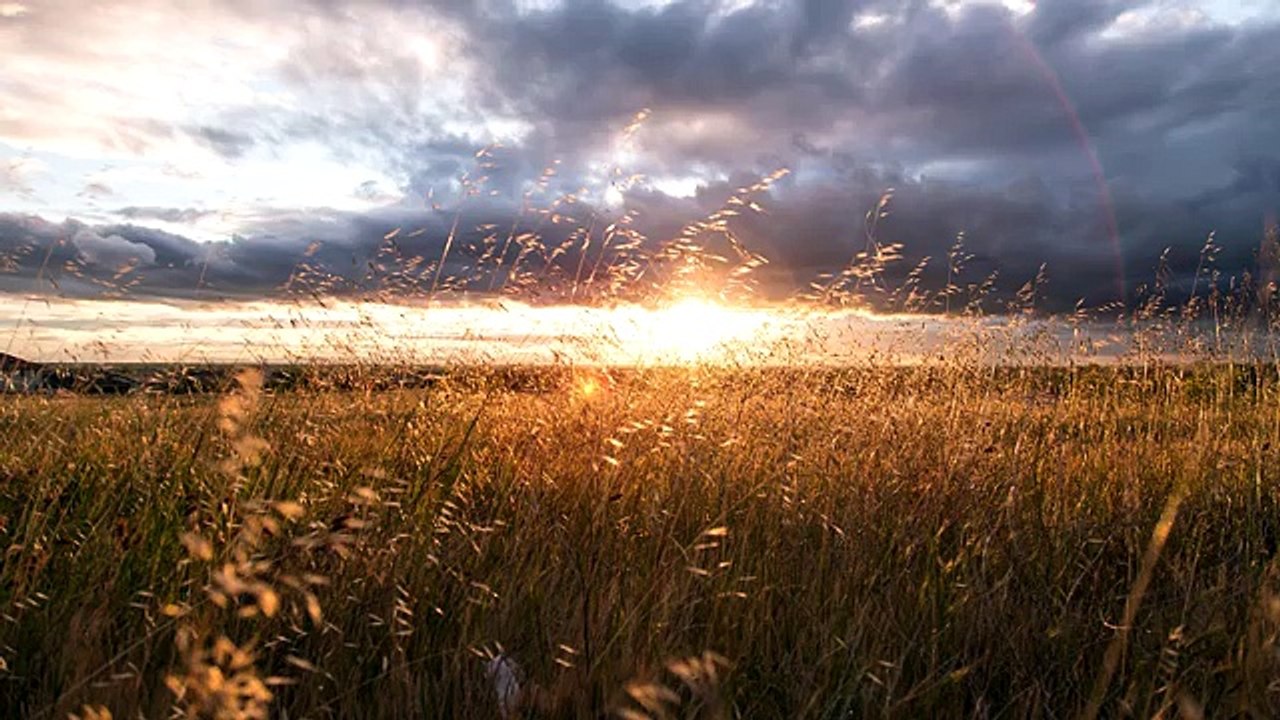 (3D binaural recording) Crickets - Wind - Walking