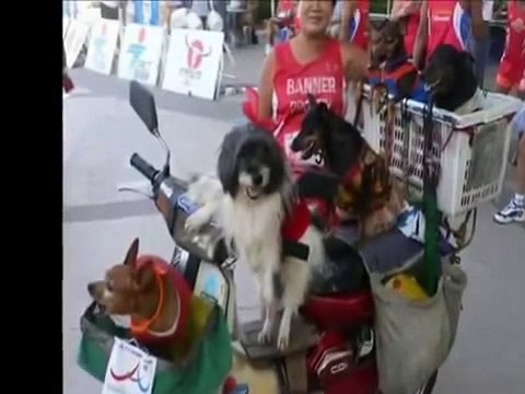 Most Funny Best of Funny cats, cute cats, Top 10 funny dogs, funny animals funniest videos10