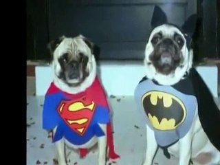 Most Funny Best of Funny cats, cute cats, Top 10 funny dogs, funny animals funniest videos8