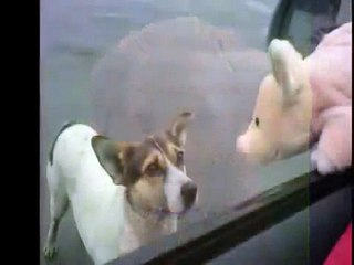 Most Funny Best of Funny cats, cute cats, Top 10 funny dogs, funny animals funniest videos17