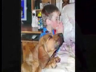 Most Funny Best of Funny cats, cute cats, Top 10 funny dogs, funny animals funniest videos7