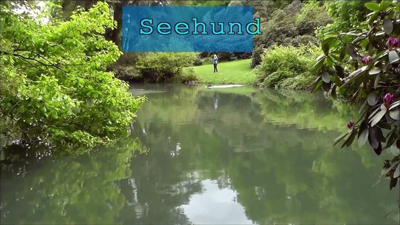 Lustiger Seehund im Park Funny Sea dog in the park LOL CC