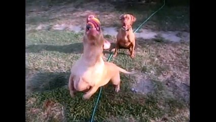 Funny dog slow motion video